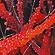 detail-Brownell